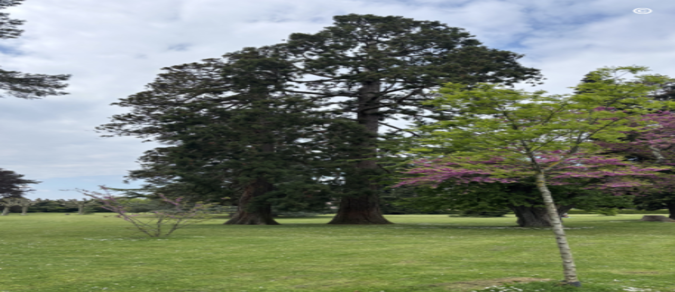 Au jardin des merveilles